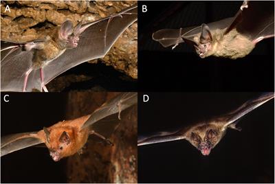 Phylogenetic Patterns in Mouth Posture and Echolocation Emission Behavior of Phyllostomid Bats